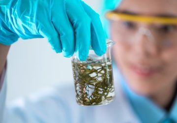 Potensi Ekonomi Mikroalga Spirulina yang Diproyeksi Tumbuh 10,5 Persen