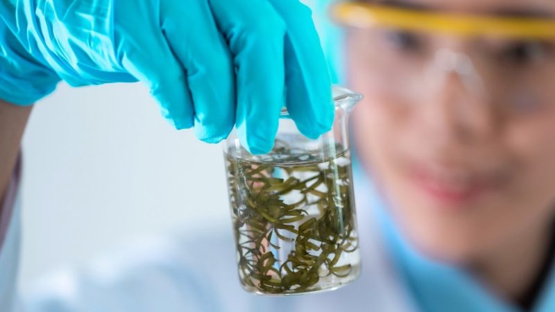 Potensi Ekonomi Mikroalga Spirulina yang Diproyeksi Tumbuh 10,5 Persen