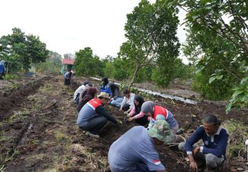 Eks Lahan Karhutla di Dumai Disulap Jadi Kebun Kopi Robusta oleh Pokmas Alam Tani
