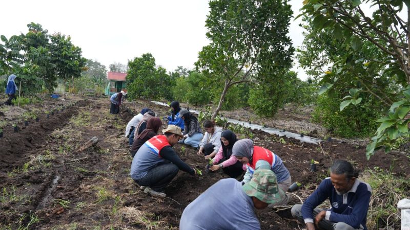 Eks Lahan Karhutla di Dumai Disulap Jadi Kebun Kopi Robusta oleh Pokmas Alam Tani