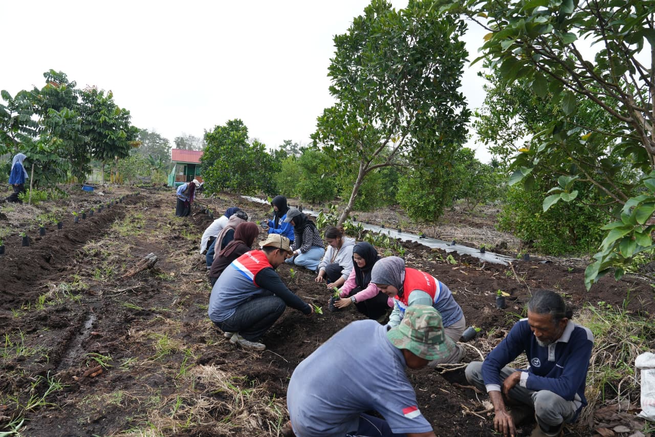 Eks Lahan Karhutla di Dumai Disulap Jadi Kebun Kopi Robusta oleh Pokmas Alam Tani