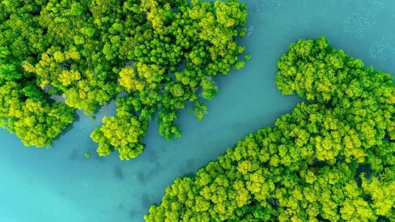 Soal Kesejahteraan Masyarakat Lewat Perdagangan Karbon, Siapa yang Benar-benar Diuntungkan?