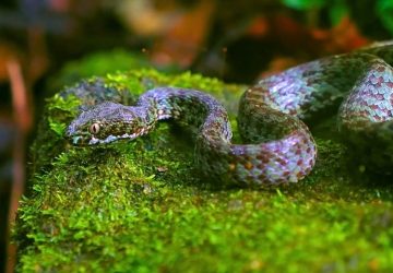 Perjalanan Osman Bersama Ular dari Semenanjung Malaya ke Hutan Langkawi