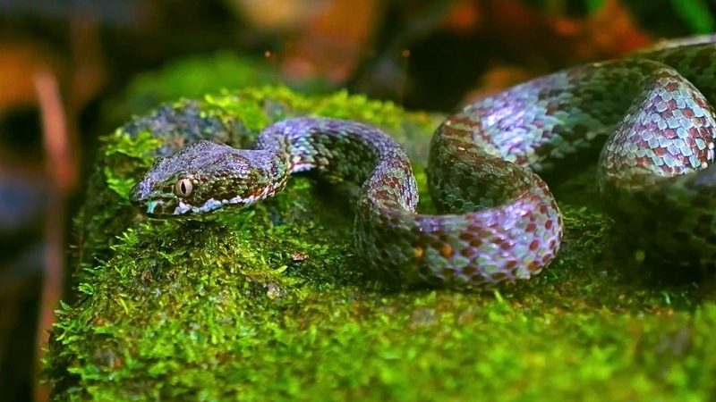 Perjalanan Osman Bersama Ular dari Semenanjung Malaya ke Hutan Langkawi